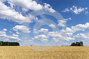 Grain fields with a single tree in the middle and a bright blue sky with many white clouds