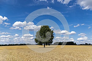 Grain fields with a single tree in the middle and a bright blue sky with many white clouds