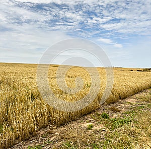 Grain Fields South Australia