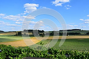 Grain Fields starting to turn ripe in Thürer Wiesen