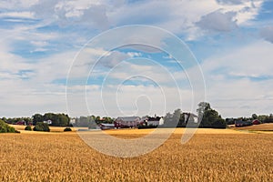 Grain fields of Toten, Norway