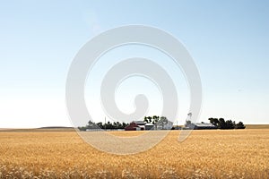 Grain Fields of the West