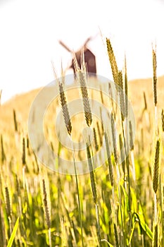 Grain fields and windmill