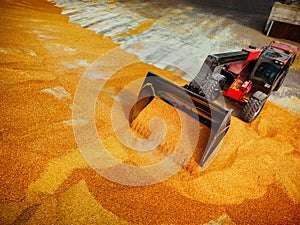 Grain gathered from truck lorry into a silo for processing