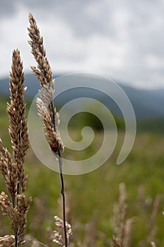 Grain Growing with Ladybug