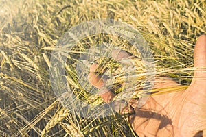 Grain in hand with a ladybug on the road