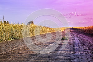 Grain in hand with a ladybug on the road