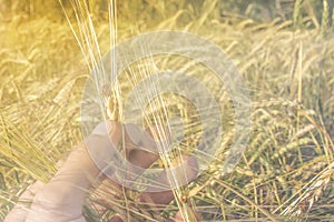 Grain in hand with a ladybug on the road