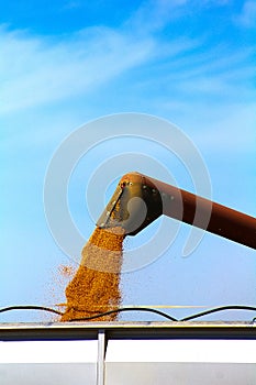 Grain Handling. Grain Auger Loading wheat into truck at harvest