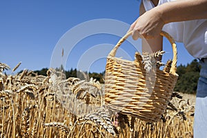 Grain harvest