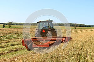 Grain harvest in the country on a hot day with rows laying down