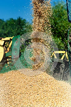 Grain harvester combine discharging grain