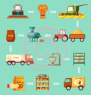 Grain harvesting and baking steps set. Sowing wheat and green harvester mowing and tractor trailer carrying golden pile