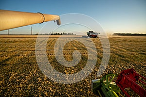 Grain harvesting in the field of barley, view from the cabin of the combine