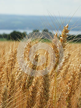Grain head on wheat growing in NYS photo
