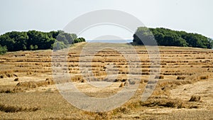 Grain lie down due to Late harvest