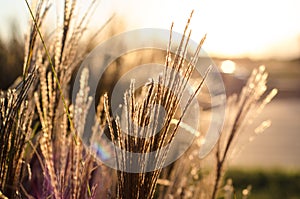 Grain lit by sunlight during harvest