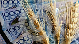 Grain and money. Three wheat heads and forty thousand KZT. The concept of an expensive harvest, corruption in the field of agricu