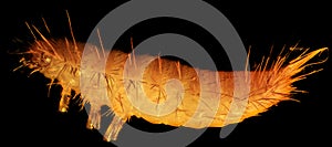 Grain moth caterpillar under the microscope