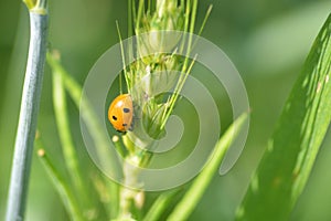 Grain And Mustrad Plant With Lady Bug Plant