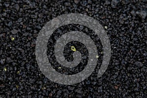 A grain of olivene on the black sand beach at Isaac Hale Beach Park created by the 2018 eruption of Kilauea volcano, Hawaii