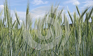 Grain probably young rye field detail with blue sky and clouds on background