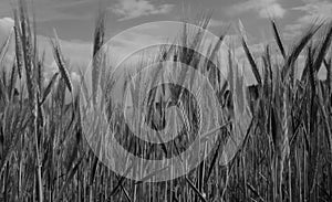 Grain probably young rye field detail with blue sky and clouds on background