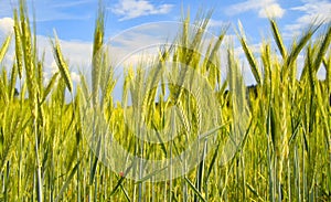 Grain probably young rye field detail with blue sky and clouds on background