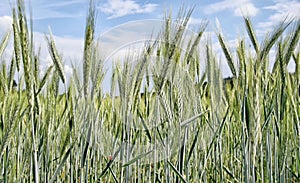 Grain probably young rye field detail with blue sky and clouds on background