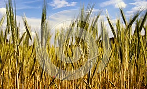 Grain probably young rye field detail with blue sky and clouds on background