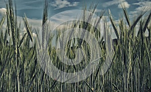 Grain probably young rye field detail with blue sky and clouds on background