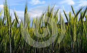 Grain probably young rye field detail with blue sky and clouds on background