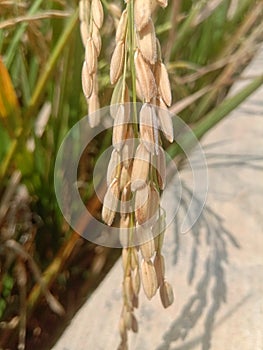 Grain of Rice it is yellow and ripe ready to be harvested
