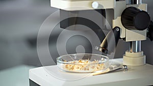 Zrno vzorků jídlo mikroskop sklo laboratoř 