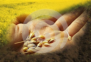 Grain seeds hand