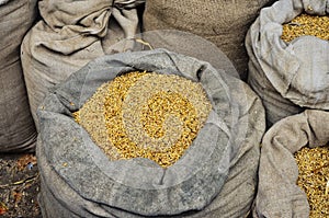 Grain seeds in large bags