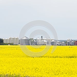 Grain silos canola rapeseed agriculture field