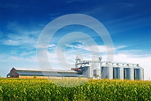 Grain Silos in Corn Field