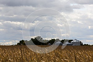 Grain silos at the edge of a field of ripe corn