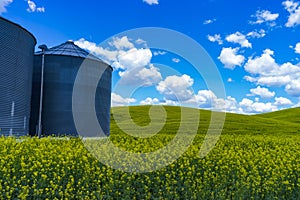 Grain silos in the field of canola flowers