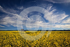 Grain silos in a yellow canola field