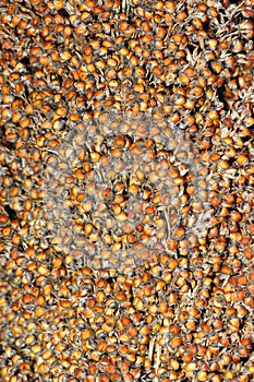 Grain sorghum