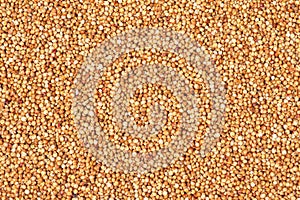 Grain sorghum