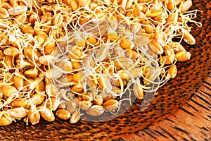 The grain sprouted wheat closeup