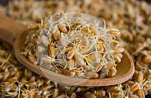 The grain sprouted wheat closeup