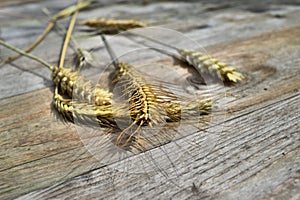 Grain stalks displayed on wood