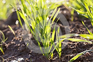 grain stems a