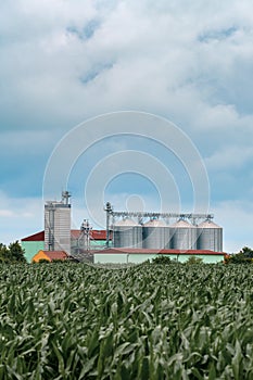 Grain storage silos in cultivated corn maize field