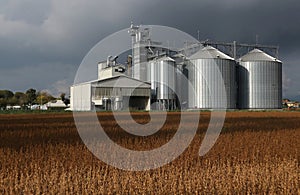 Grain storage silos system behind a brown soybean field and under a dark cloudy sky in an autumn day