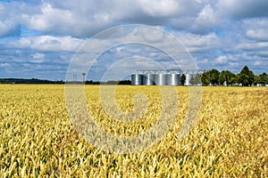 Grain storage silos system, behind a wheat field